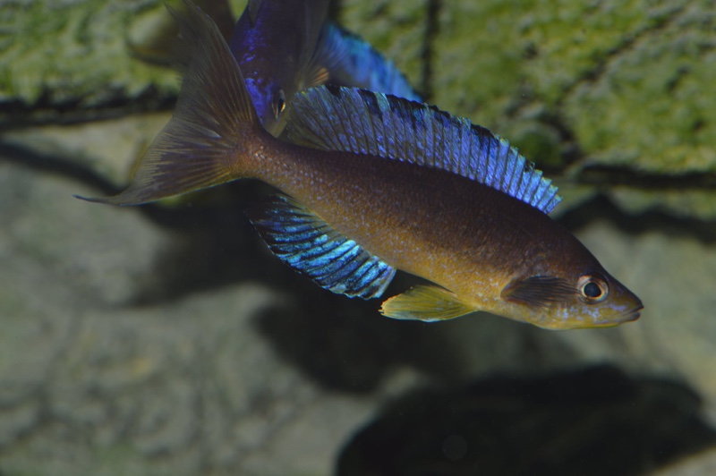 Cyprichromis microlepidotus 'Mabilibili Bay'